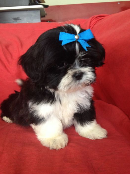 Shih Tzu mascul mini toy cu pedigree tip A