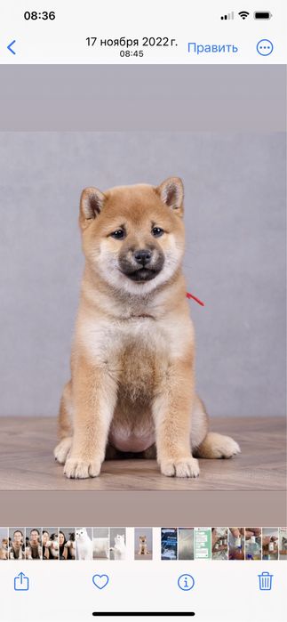 Щенки сиба ину