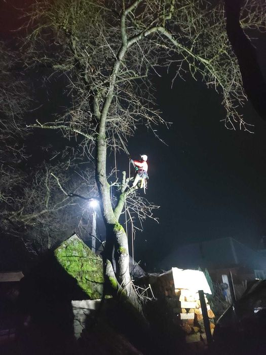 Toaletare Arbori / Taieri Copaci - Firma Certificat ISA– Bistrita