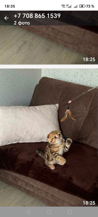 Шотландский котенок