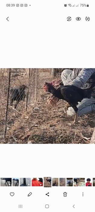 Дакан қораз сатылады