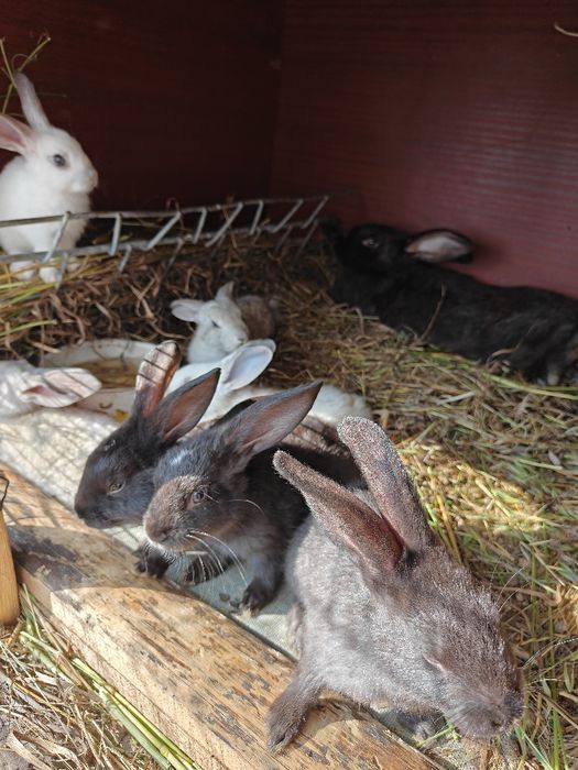 Кролики шиншиллы