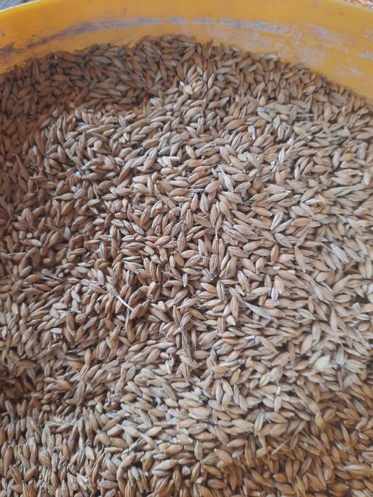 Vand orzoaică de primavara