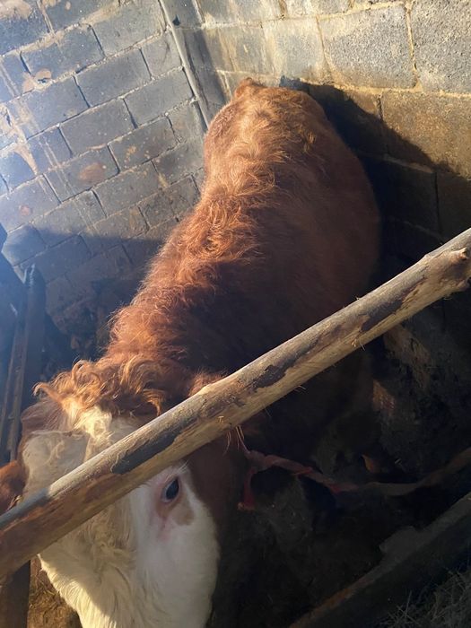 Тайынша сатамын..