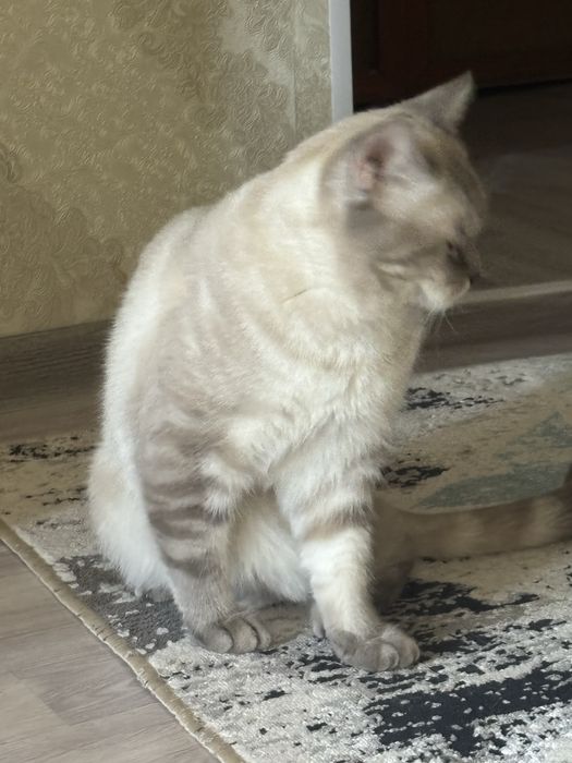 Вязка кошек скоттиш страйтт