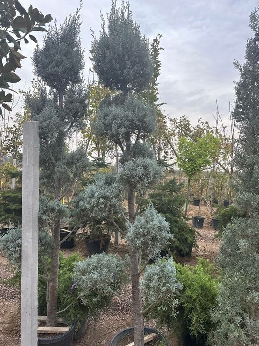 Арча кесиш обрезка хизматлари