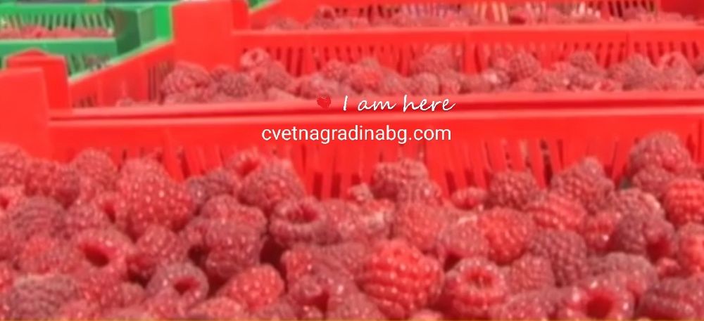 Малини-целогодишни сорт Херитидж