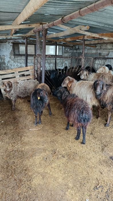 Буаз жас қойлар сатылады.