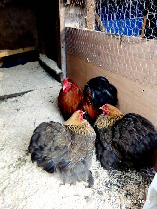 De vânzare gainuțe ..