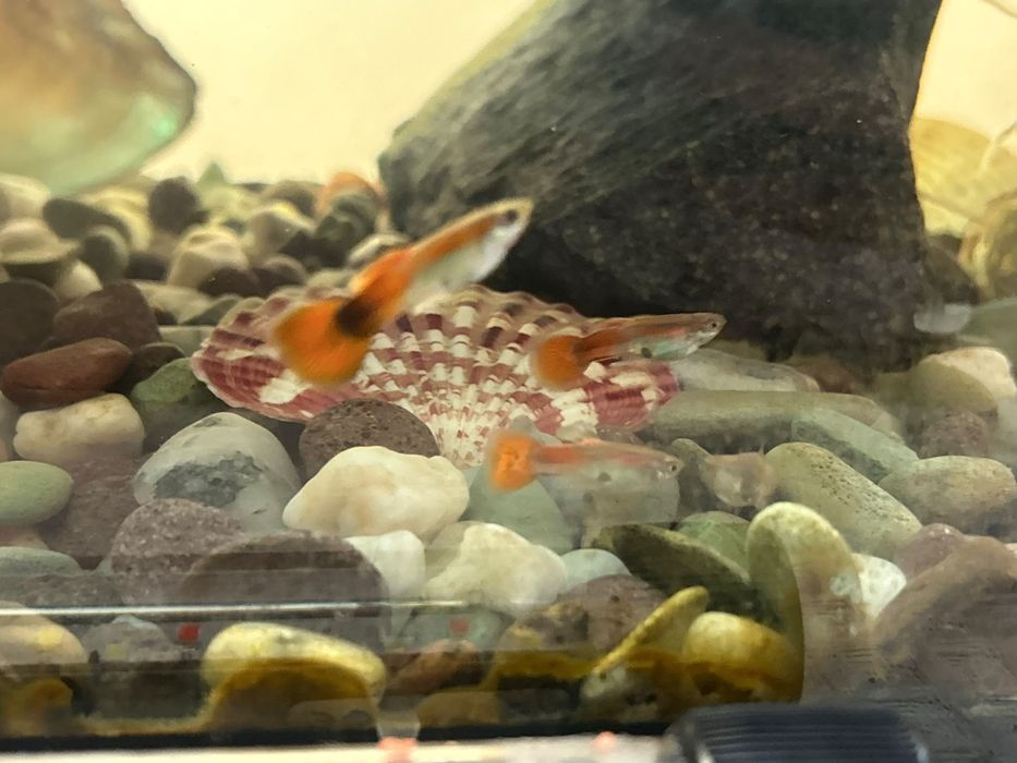 Peștii guppy adulți cât și puii