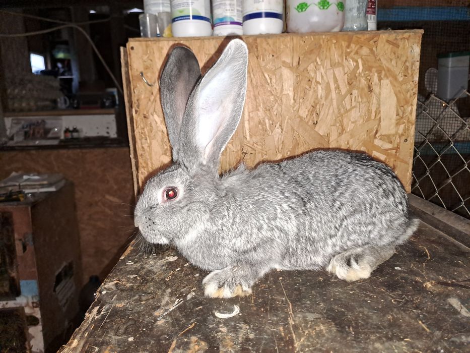 Uriaș german chinchilla pui