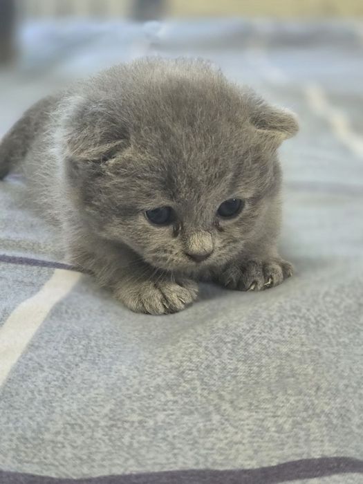 Продам семейку кошек и котят