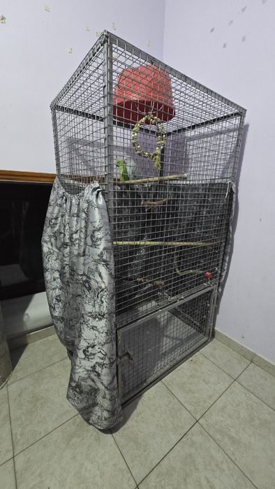 Vand 2 papagali micul Alexandu cușcă gratis ru și cușcă mare