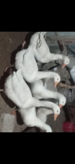 Каздар сатылады.