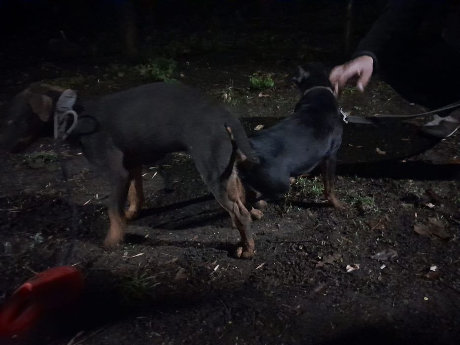 Немецкий охотничий Терер