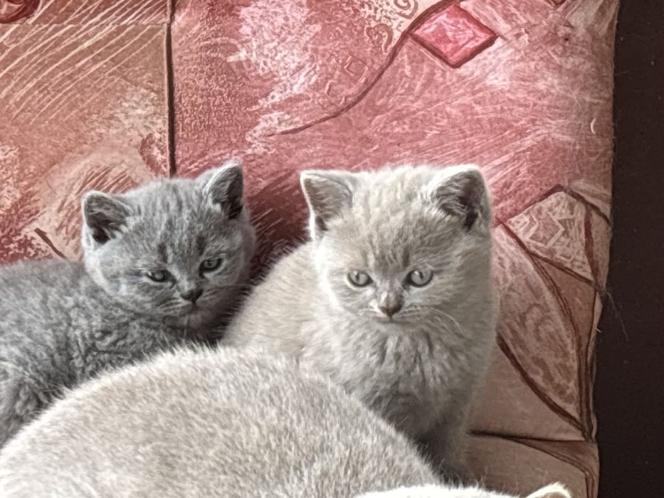 Британски котета (чивтокръвни)