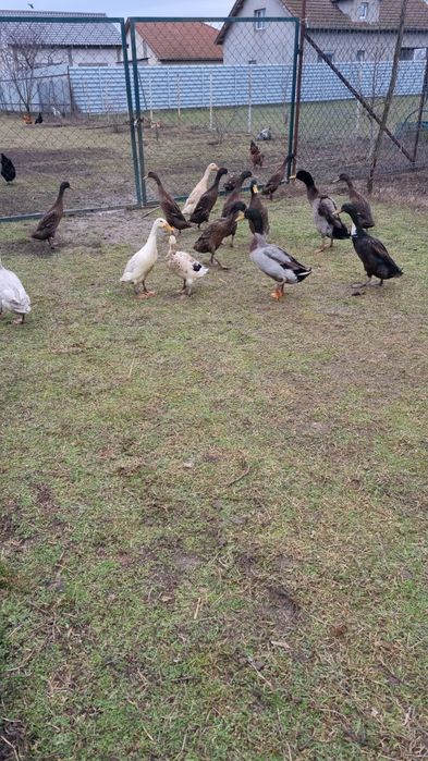 Ouă de rață alergătoare indiene pentru incubat