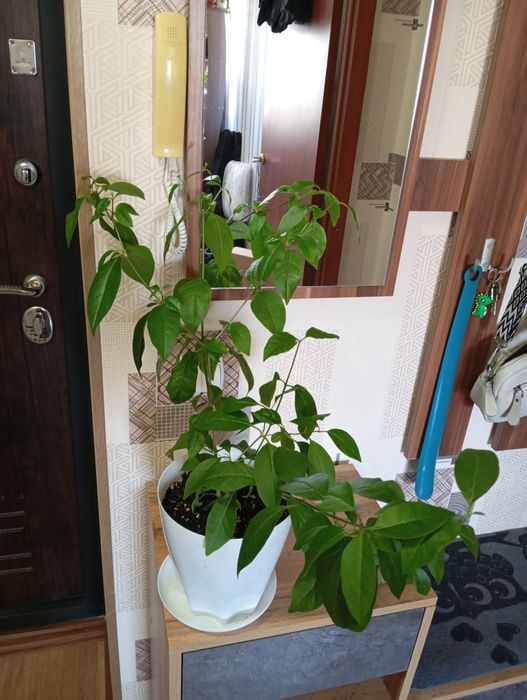 Продам растения для дома