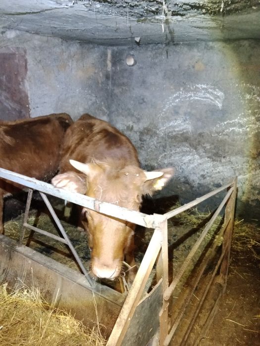 Продаю телок с откорма