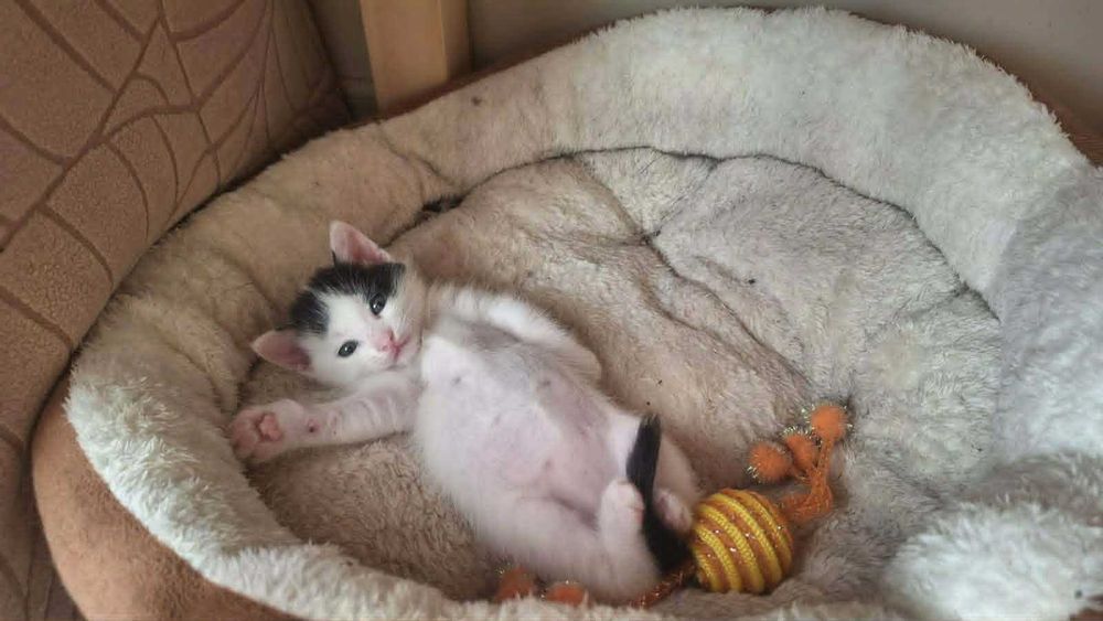 коте бебе търси дом