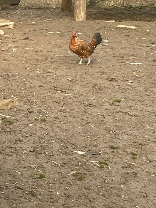 Vând găinușă ghabo