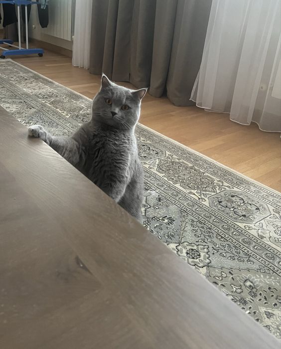 Отдам британского кота в добрые руки