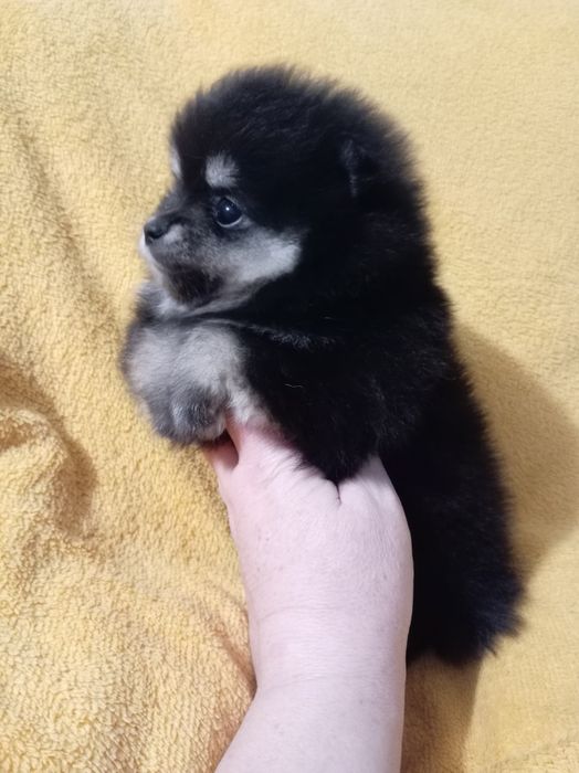 Продам щенка шпица