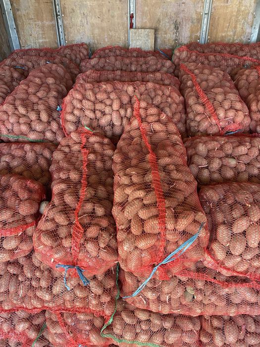 Vand cartofi alb/roz cu miez galben de consum si de saminta