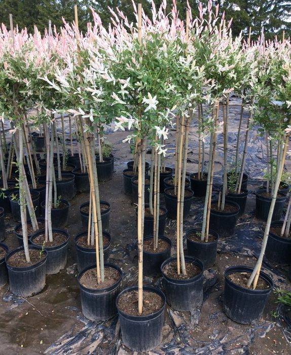 Salcie Japoneza La Ghiveci Pe Trunchi