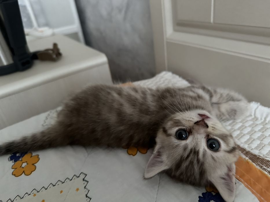 Шотландский котенок( девочка)