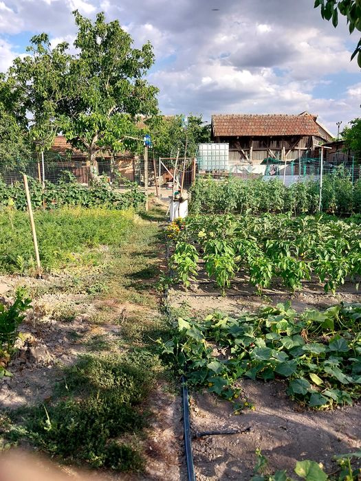 Casa de vânzare in Gurba com.Sicula județul Arad