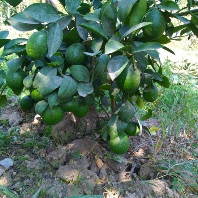 Лимон кучатлар гарантия 199%