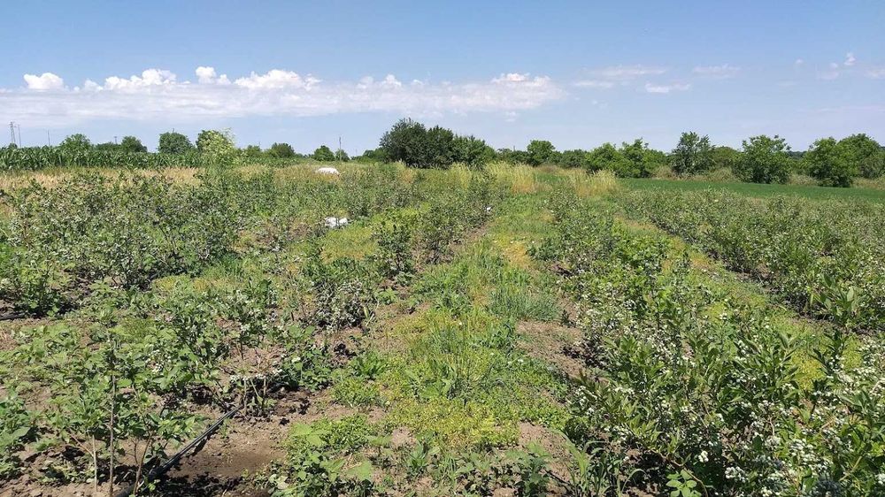 Американска боровинка - храсти