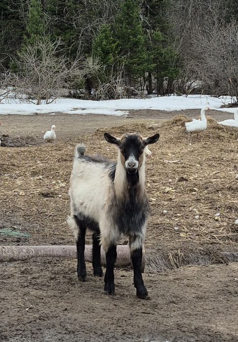 Продаются Козы Альпийские