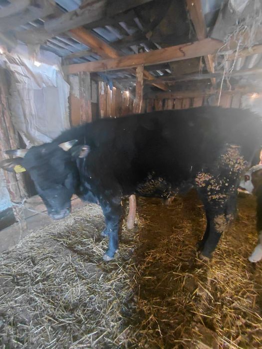 Продам хороший 4 быка