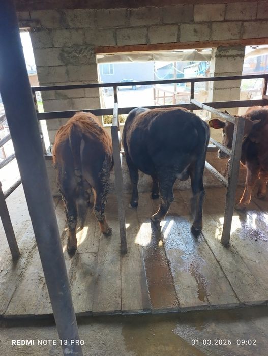 Продам быков подсосы