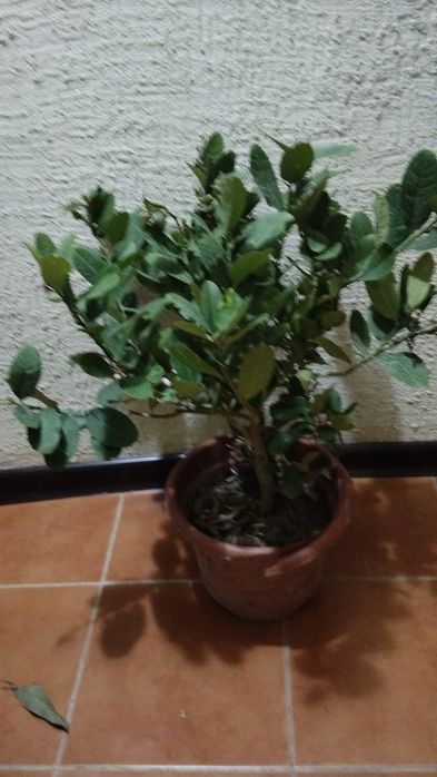 Лимон плодоносящий цветущий и с плодами плбс подарок