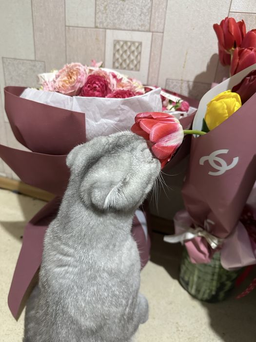 Шотландская вислоухая