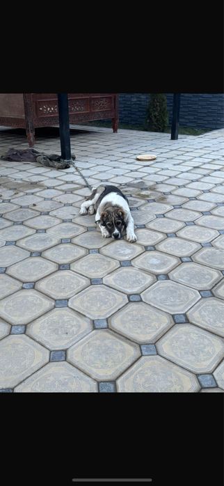 Продается Алабай 4месяц мальчик