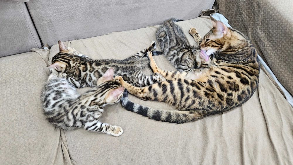 Элитные Бенгальские котята