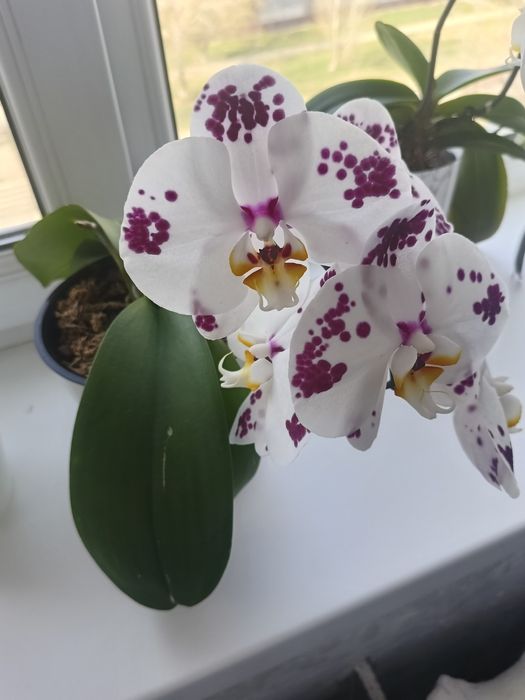 Продам орхидею..