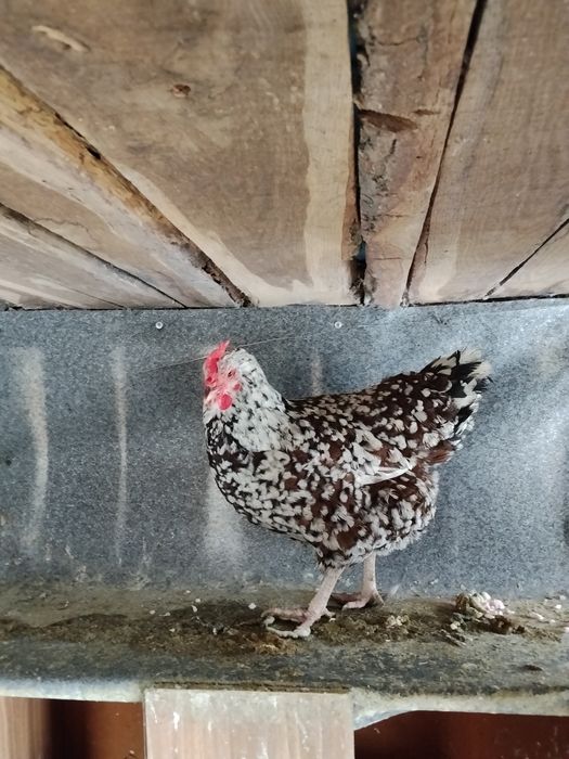 Schimb sau vând ce se vede.