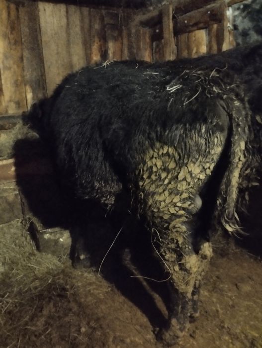 Продам быков годовалые