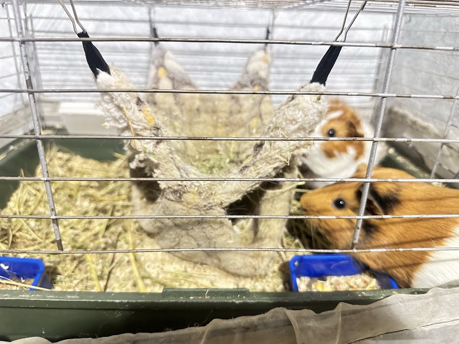 морские свинкииииии