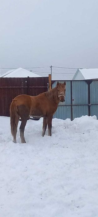 Продам Кобылку 1,5 года