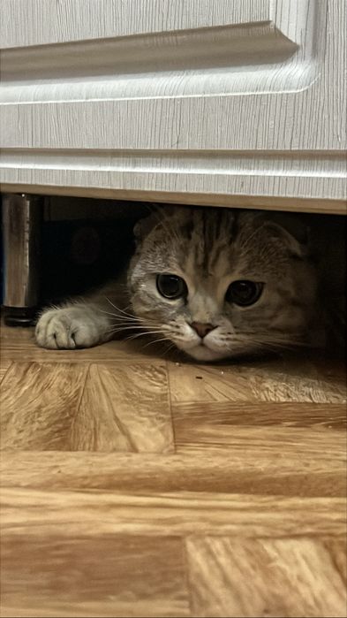 Шотландский вислоухий котик