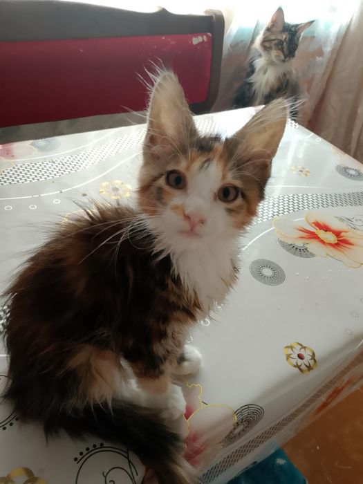 Котята Мейн-куна
