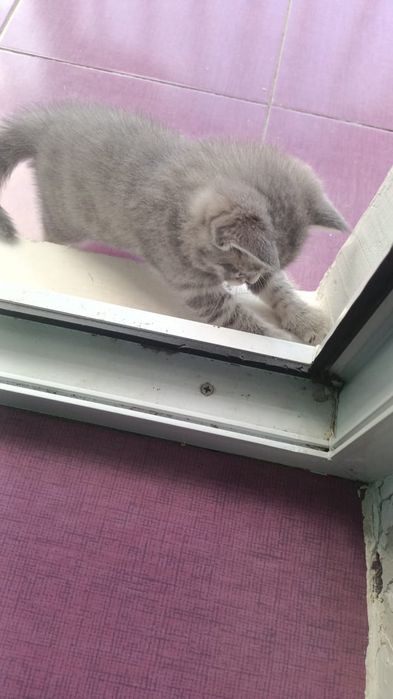 Кошки животные котята