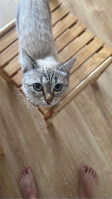 Отдам кошечку в добрые руки