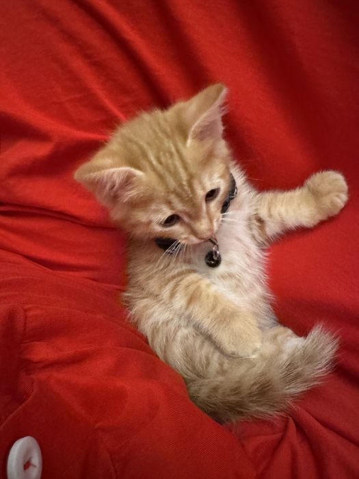 Котёнок продаётся